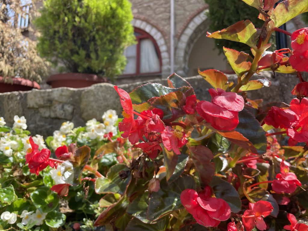 Flori in curtea Manastirii Agios Stephanos