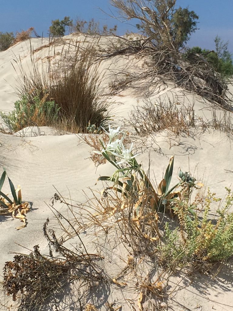 Dune de nisip si crini de mare