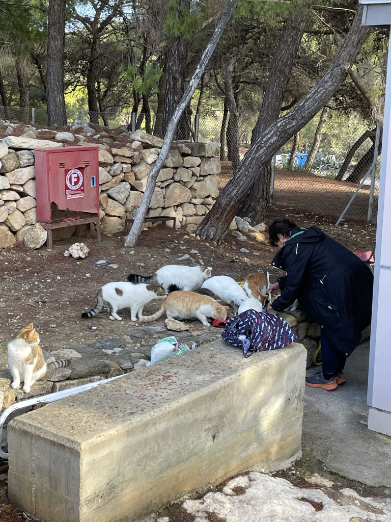 Pisici la intrarea in Templul Aphaia, Eghina