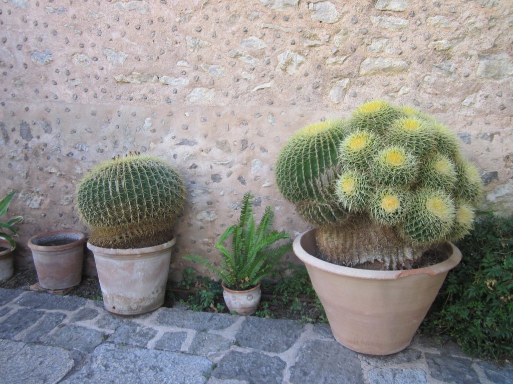 Ghivece cu cactusi