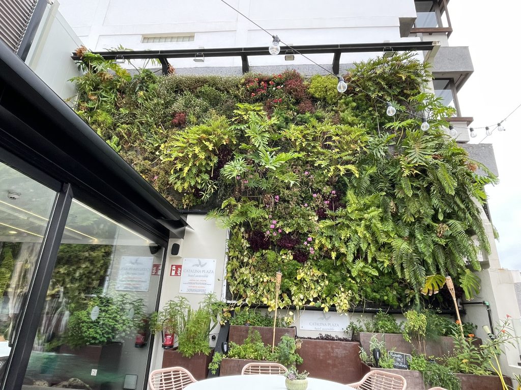Gradina verticala de pe terasa hotelului Catalina Plaza, Las Palmas de Gran Canaria