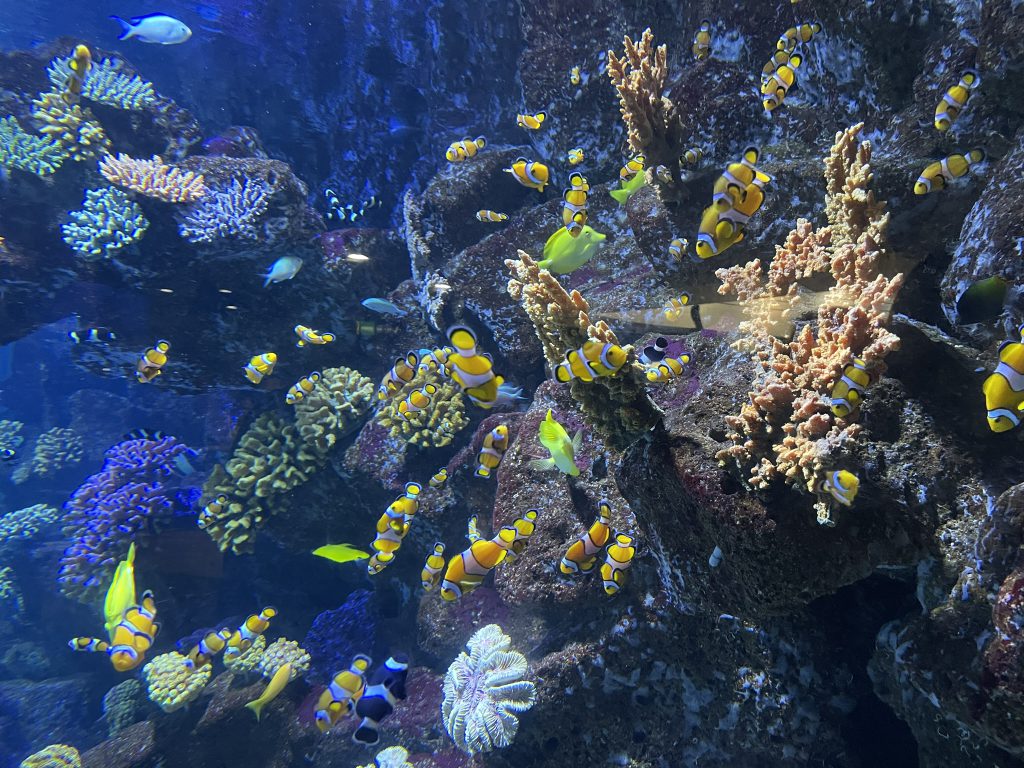 Pesti clovn, Acvariul Poema del Mar din las Palmas