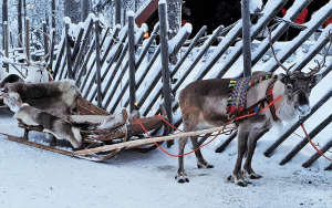 Sanie trasa de reni, Laponia