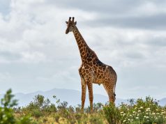Girafa, Africa de Sud