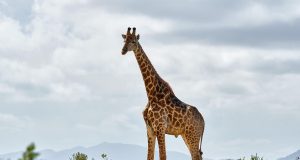 Vacante in Africa de Sud – 8 curiozitati si 5 experiente de neratat Girafa, Africa de Sud