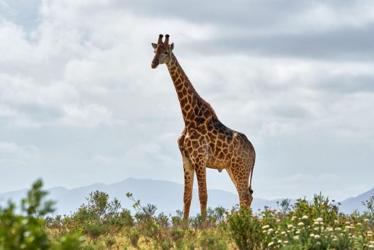 Girafa, Africa de Sud