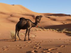 Merzouga, poarta catre desert