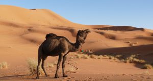 Merzouga, poarta catre desert