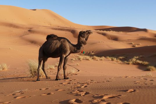 Merzouga, poarta catre desert