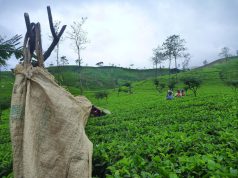 Plantatie de ceai din Sri Lanka