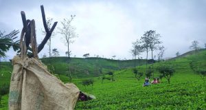 Plantatie de ceai din Sri Lanka